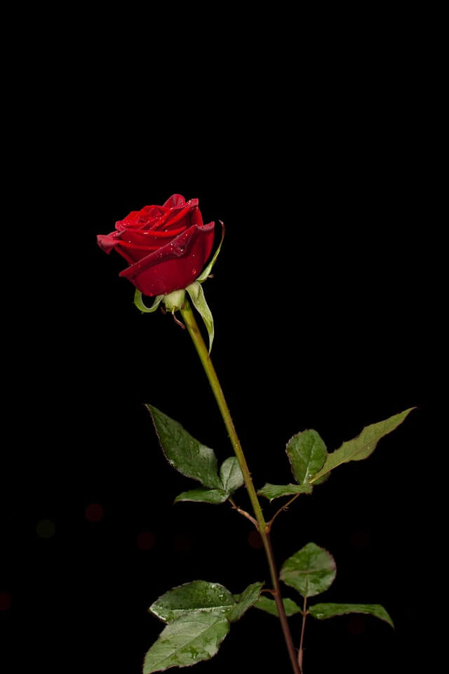 En smuk rød rose med en sort baggrund, som man kan give til konfirmation